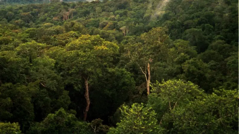 hutan