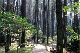 Hutan Bandung Banyak Keberagamaan